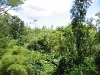 Akaka Falls State Park 12